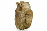 Hadrosaur (Edmontosaurus) Anterior Caudal Vertebra - Wyoming #371509-2